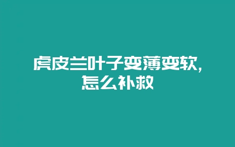 虎皮兰叶子变薄变软,怎么补救-会东网