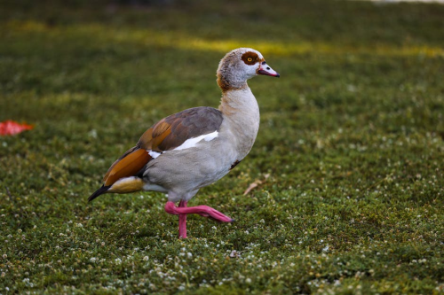 会东网：家里为何不宜养养鹅？十大忌讳揭晓！插图2