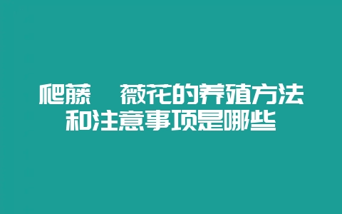 爬藤蔷薇花的养殖方法和注意事项是哪些-会东网