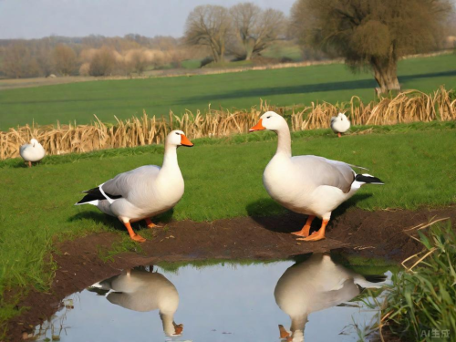 会东网:养鹅的十大坏处(养鹅的十大挑战)插图4 会东网:养鹅的十大坏处(养鹅的十大挑战)插图4