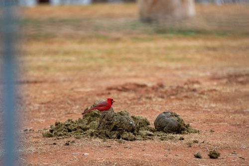 会东网:养鹅的十大坏处(养鹅的十大挑战)插图6 会东网:养鹅的十大坏处(养鹅的十大挑战)插图6