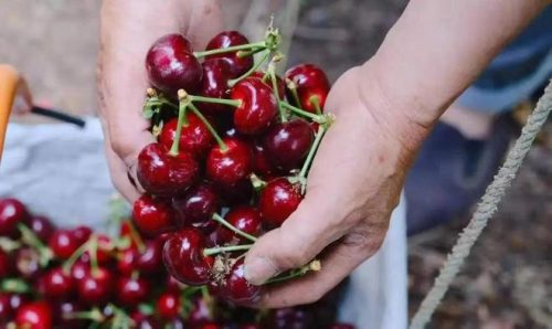 黄蜜大樱桃别称？黄蜜大樱桃也叫什么名字？-会东网