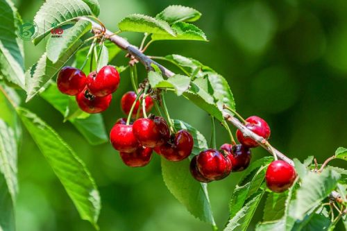 樱桃水晶与黄蜜关系？樱桃水晶和黄蜜属于一种吗？-会东网