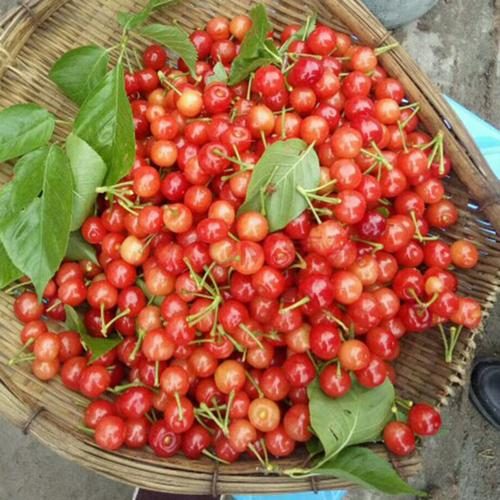 会东网：黄蜜大樱桃与红樱桃区别分析？黄蜜大樱桃和红樱桃区别？-会东网