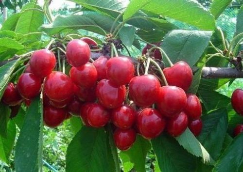 黄蜜大樱桃别称?黄蜜大樱桃也叫什么名字?插图 黄蜜大樱桃别称?黄蜜大樱桃也叫什么名字?插图