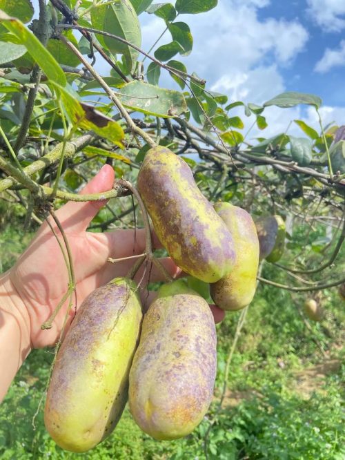 会东网:“九幺黄”八月瓜不止好吃还承载了儿时记忆和情怀插图2 会东网:“九幺黄”八月瓜不止好吃还承载了儿时记忆和情怀插图2