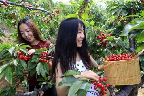 会东网：辉煌1-5大樱桃品种概览？辉煌1-5大樱桃品种介绍？-会东网