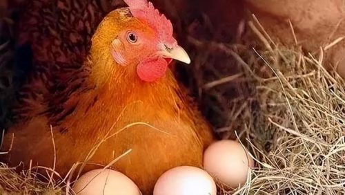 鸡嗉子吃多了会怎么样？鸡嗉囊过度进食的后果？-会东网
