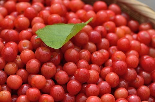 会东网：樱桃蜜价格行情？樱桃蜜多少钱一斤？-会东网