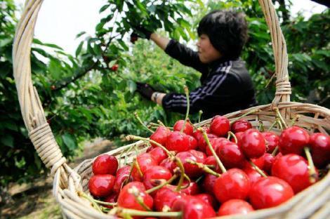 会东网：红蜜樱桃与黄蜜品种关联？红蜜樱桃和黄蜜是一个品种吗？-会东网