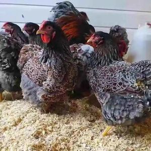小鸡嗉囊鼓鼓的还一直吃怎么办？小鸡过度进食的处理方法？插图1
