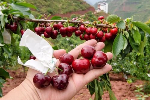 会东网：佳红与辉煌樱桃对比分析？佳红大樱桃与辉煌樱桃对比？-会东网