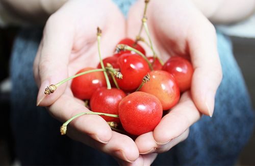 黄蜜樱桃成熟时间？黄蜜樱桃几月份成熟？-会东网