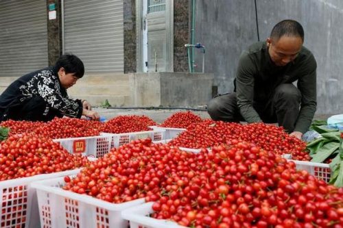 会东：黄樱桃与红樱桃价格对比？黄樱桃贵还是红樱桃贵？-会东网