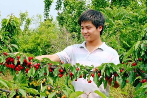 会东：黄樱桃与红樱桃价格对比？黄樱桃贵还是红樱桃贵？插图