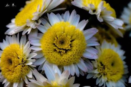 九幺叔教你怎样种植菊花插图1