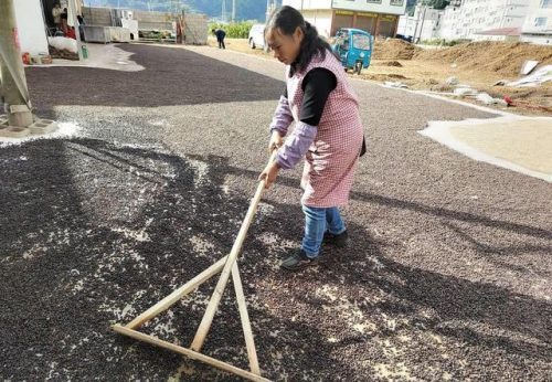 会东县华山松籽2024收购插图2