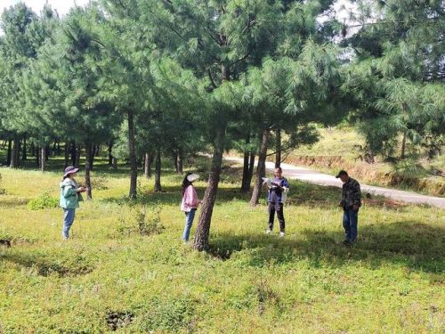 会东县：华山松科研助力乡村振兴，打造全国最大华山松种植基地-会东网