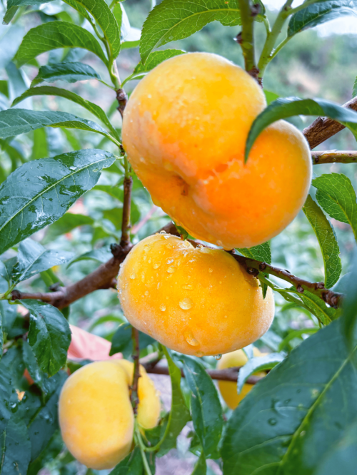 会东守洪种养殖专业合作社:金色蟠桃绘就乡村振兴新篇章-会东网