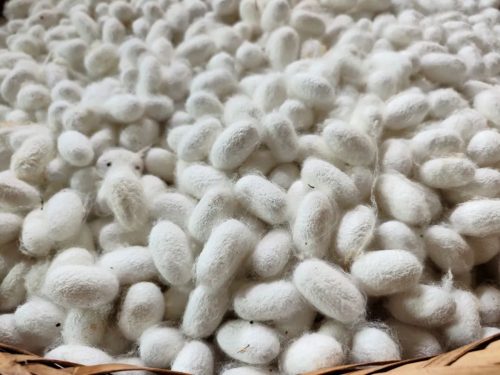 会东蚕茧收购创历史新高,我县蚕桑产业发展势头强劲-会东网