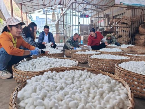 会东蚕桑产业发展势头强劲-会东网