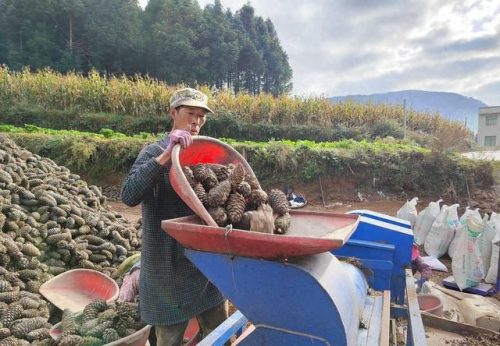 会东县华山松籽2024收购-会东网