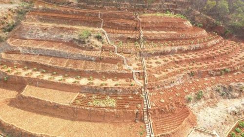 金沙江畔大崇社区：枇杷种植引领乡村振兴新篇章插图2