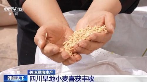 会东旱地小麦创高产纪录,全国小麦“一喷三防”促稳产增产插图2 会东旱地小麦创高产纪录,全国小麦“一喷三防”促稳产增产插图2