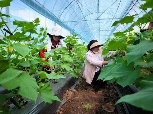 会东县移民蔬菜基地喜获丰收，产业扶贫助力乡村振兴插图2