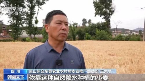 会东旱地小麦创高产纪录,全国小麦“一喷三防”促稳产增产插图1 会东旱地小麦创高产纪录,全国小麦“一喷三防”促稳产增产插图1