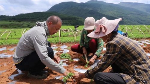江西街乡大龙村当归种植基地：绿色产业引领乡村振兴新篇章插图2