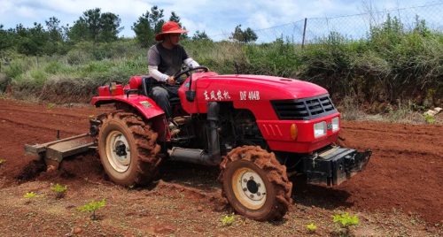 江西街乡大龙村当归种植基地：绿色产业引领乡村振兴新篇章插图3
