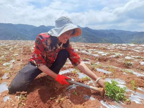 江西街乡大龙村当归种植基地：绿色产业引领乡村振兴新篇章插图4