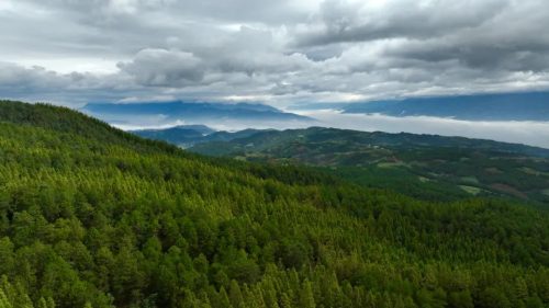 会东县黑嘎国有林区：国储林建设助力“双碳”目标，绿色经济新引擎-会东网