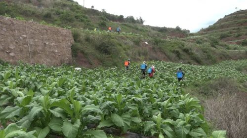 会东县烟叶田管工作稳步推进，助力产业提质增效与农民增收插图1