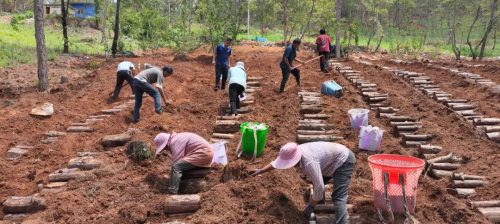 铁柳镇雄堡村：林下茯苓种植引领乡村振兴新篇章-会东网