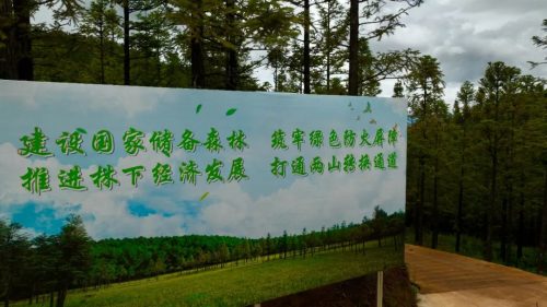 会东：推进国家储备林建设 打造“生态+经济”新画卷插图5