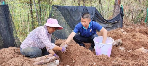 铁柳镇雄堡村：林下茯苓种植引领乡村振兴新篇章插图2