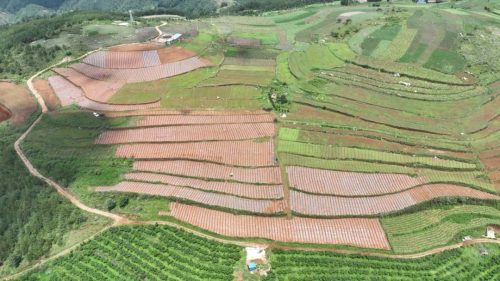 江西街乡大龙村当归种植基地:绿色产业引领乡村振兴新篇章-会东网