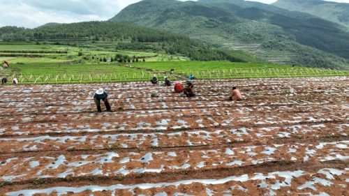 江西街乡大龙村当归种植基地：绿色产业引领乡村振兴新篇章插图1
