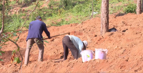 会东县:林下经济助力乡村振兴,拓宽群众增收路插图 会东县:林下经济助力乡村振兴,拓宽群众增收路插图