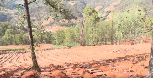会东县:林下经济助力乡村振兴,拓宽群众增收路插图1 会东县:林下经济助力乡村振兴,拓宽群众增收路插图1