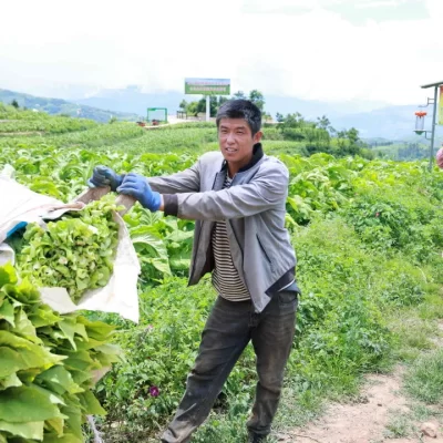 会东县烟叶丰收季：烟农抢抓时节忙采收，技术指导助力增效增收-会东网