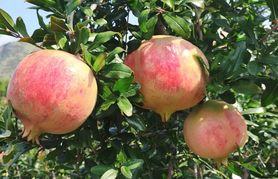 铁柳镇软籽石榴大丰收,产业升级助力乡村振兴!-会东网