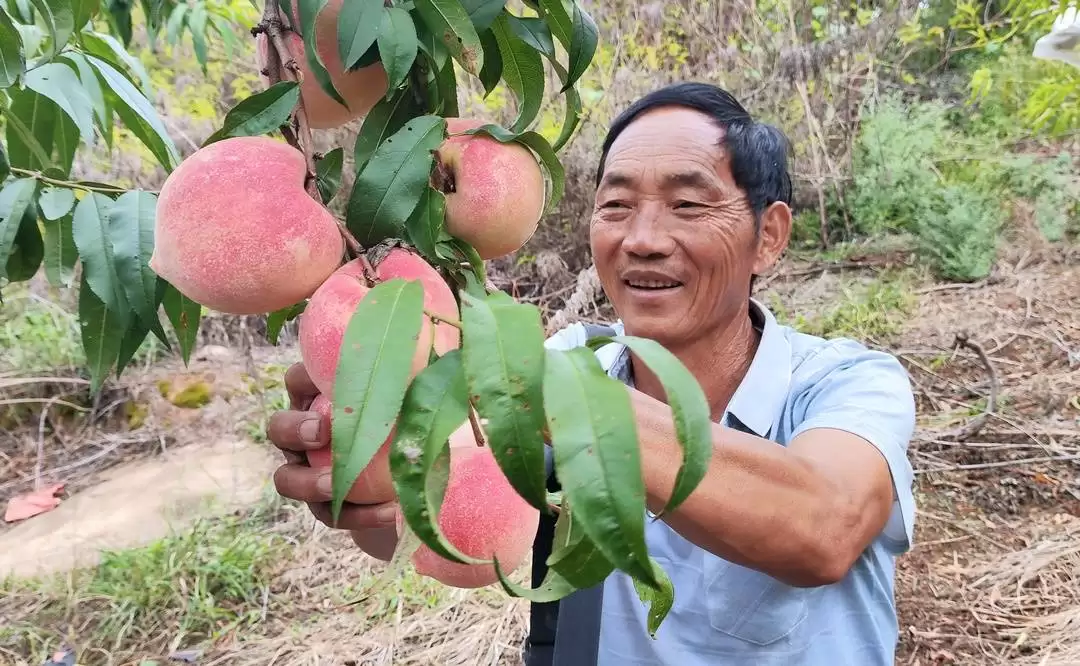 凉山州会东县姜州镇富贵蜜桃丰收,特色产业助力乡村振兴插图1 凉山州会东县姜州镇富贵蜜桃丰收,特色产业助力乡村振兴插图1