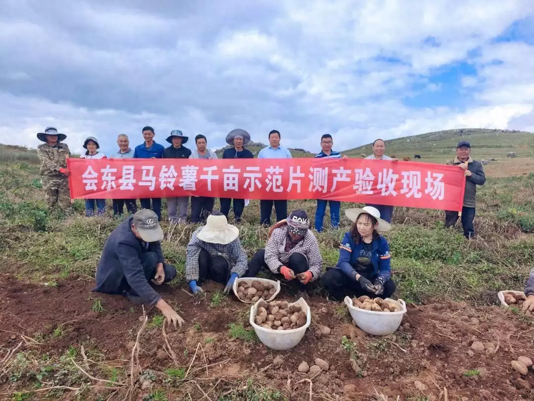 凉山州会东县玉米马铃薯高产示范片测产验收-会东网