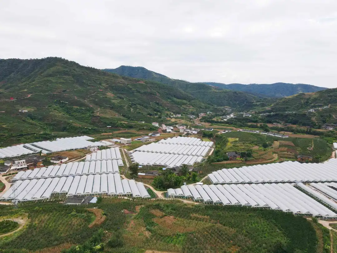 会东县蓝莓现代农业产业园区迎来采摘盛-会东网