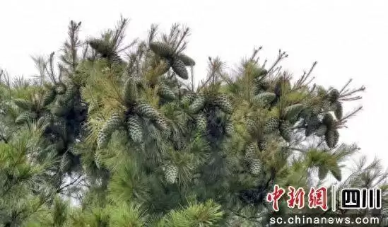 会东县华山松大丰收，产值预计超2亿元-会东网