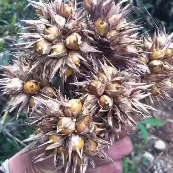 好吃到哭的云南美食，14种特色等你来尝插图50