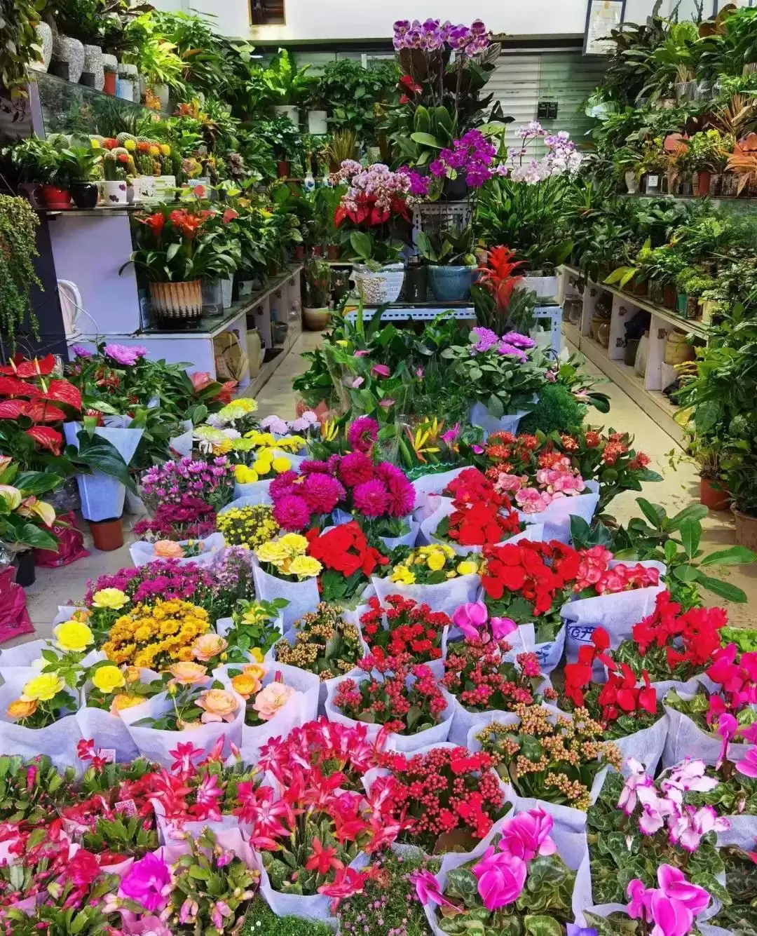 作为云南人，这些特色文化你都知道吗插图54